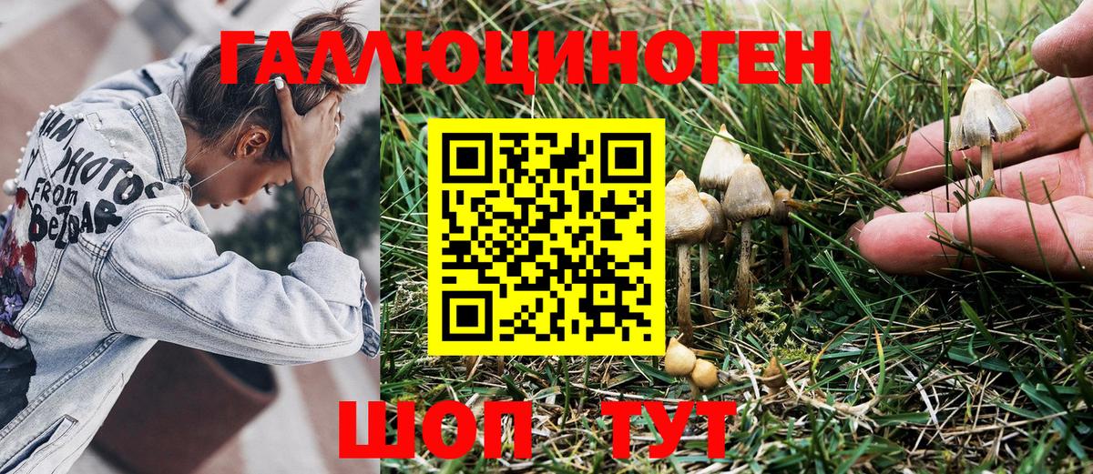 Галлюциногенные грибы Psilocybine cubensis Туапсе